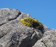 Leben in jeder Ritze (Genista desoleana), Monte Maolo  ©HD